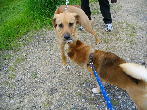 かりんとうだと思って食べたら犬のウンコだった ヤマトの日記