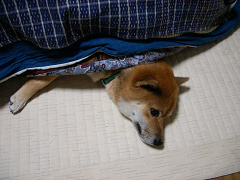 2007_11_17_10001.jpg