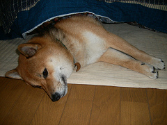 2007_11_29_10001.jpg