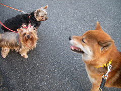 2008.11.170001.jpg