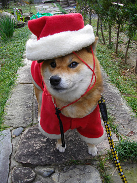 2010.12.24.80007.jpg