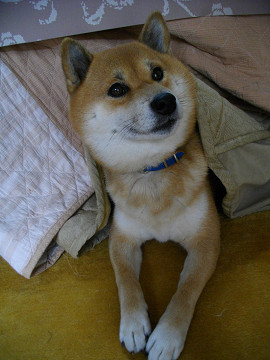 2010.12.4.30003.jpg