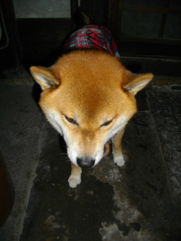 2011.11.601+1.jpg