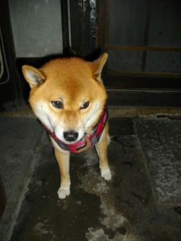 2011.11.602.jpg