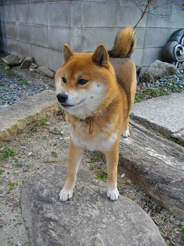 2011.3.20.20002.jpg