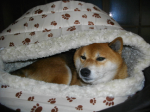 2013.12.4..02.jpg