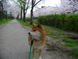 2013.4.15.01.jpg