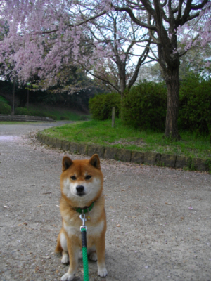 2013.4.22.01.jpg