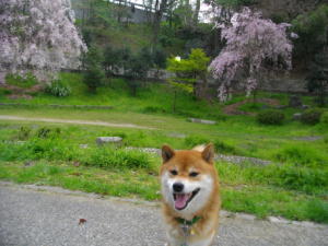 2013.4.22.02.jpg