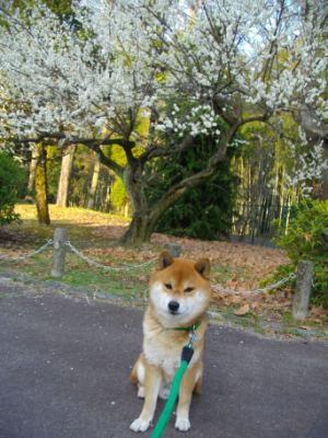 2013.4.5.01.jpg
