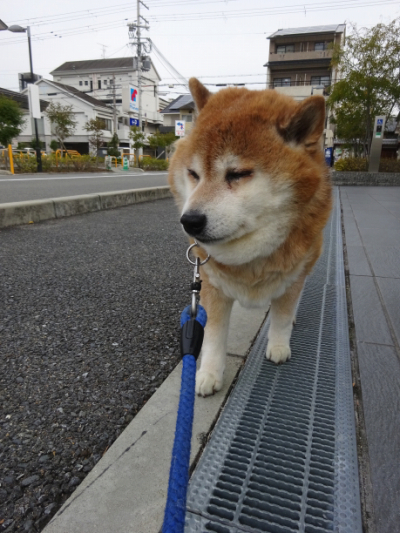 動かない犬 ヤマトの日記