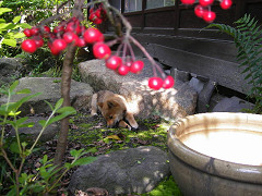 IMGP07150006.jpg