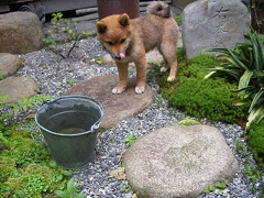 IMGP11810003.jpg
