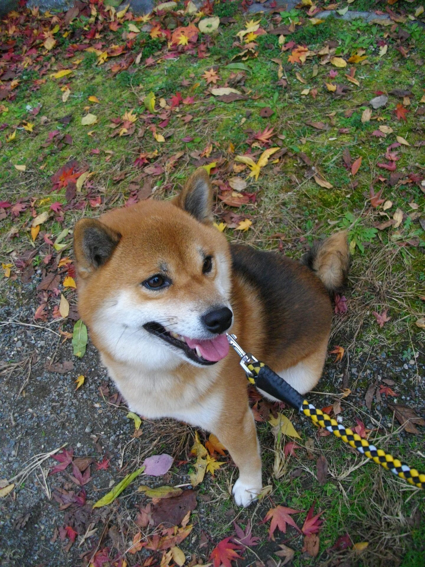 IMGP1193.JPG