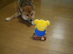 IMGP31500014.jpg