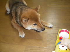 IMGP31530016.jpg