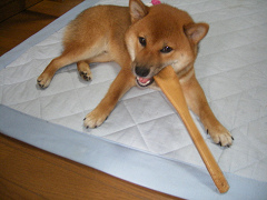 IMGP33330003.jpg