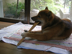 IMGP33380001.jpg