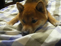 IMGP33770001.jpg