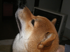 IMGP61940002.jpg