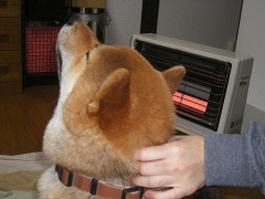 IMGP61950003.jpg