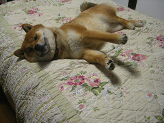 IMGP64430003.jpg
