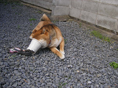 IMGP65160001.jpg